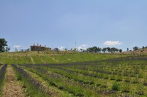 lavanda e casale