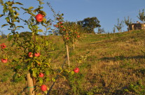 mela rosa fragola