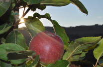 mela rosa marchigiana alla Valle Dimenticata