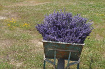 lavanda in carriola..