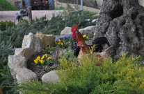 galline – foto 2 – Agriturismo La Valle Dimenticata