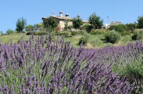 lavanda touch-up