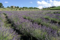 vista lavanda