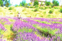 lavanda finishing-touch